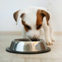 3 Tips to Combat Food Allergies in Dogs