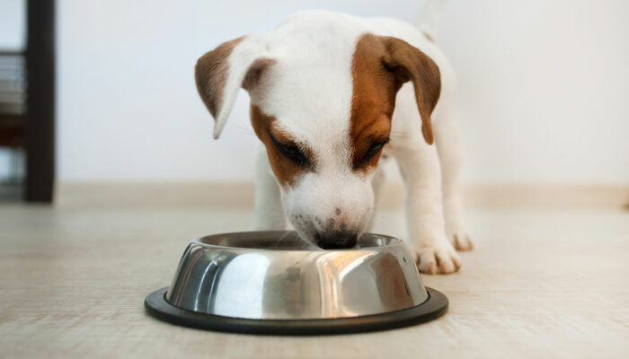 3 Tips to Combat Food Allergies in Dogs