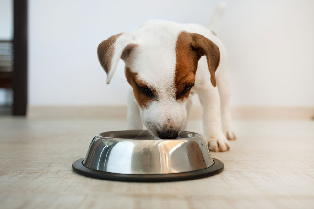 3 Tips to Combat Food Allergies in Dogs