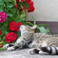 6 Decorative Plants That are Toxic for Cats