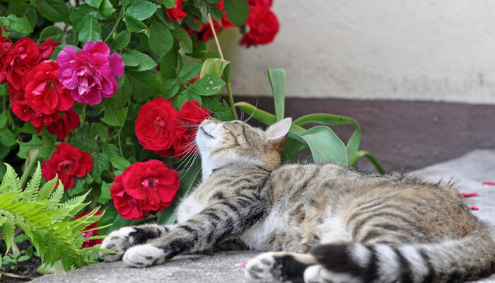 6 Decorative Plants That are Toxic for Cats