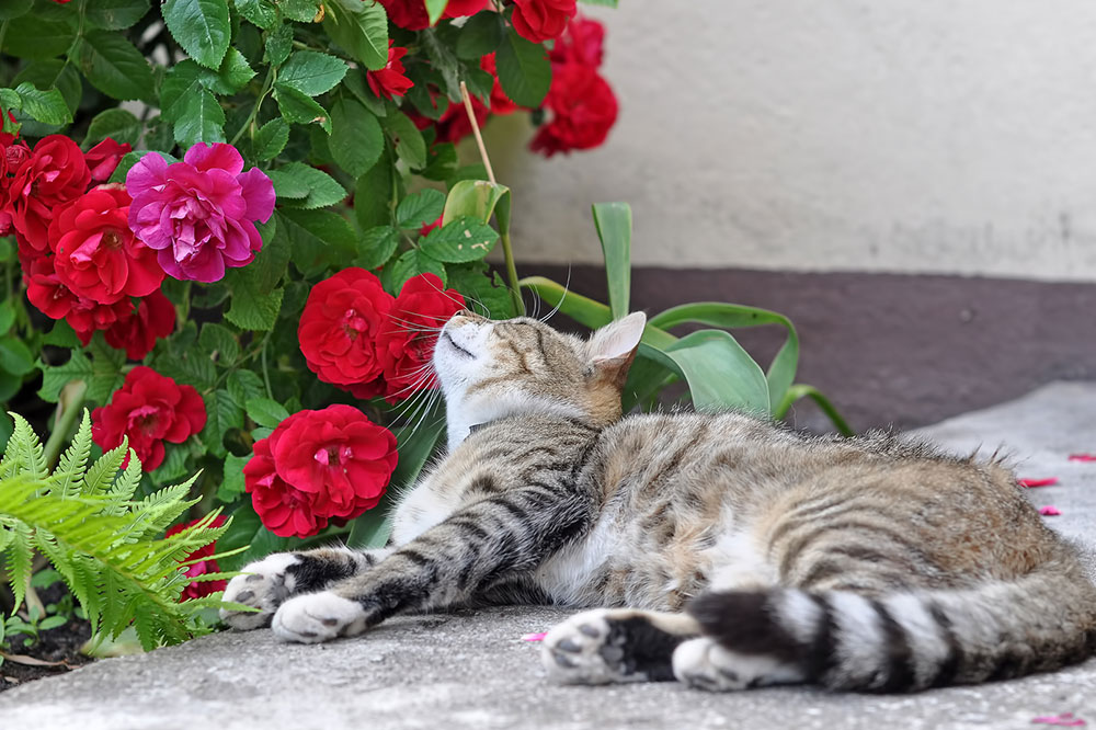 6 Decorative Plants That are Toxic for Cats