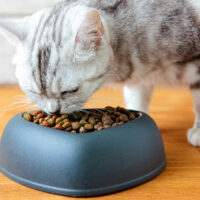 Healthy Ingredients to Look for in Cat Treats