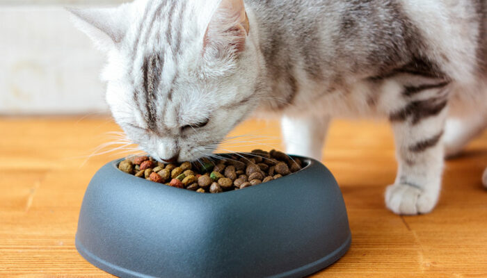 Healthy Ingredients to Look for in Cat Treats