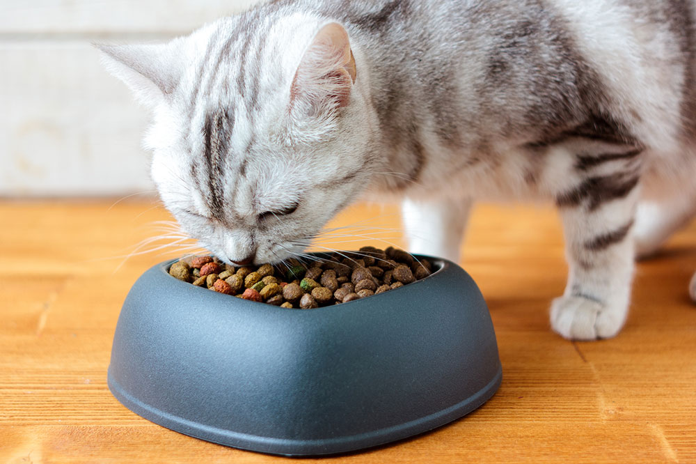 Healthy Ingredients to Look for in Cat Treats