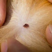 Surefire Ways to Banish Ticks and Fleas