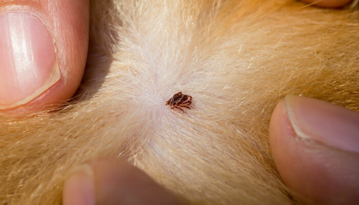 Surefire Ways to Banish Ticks and Fleas