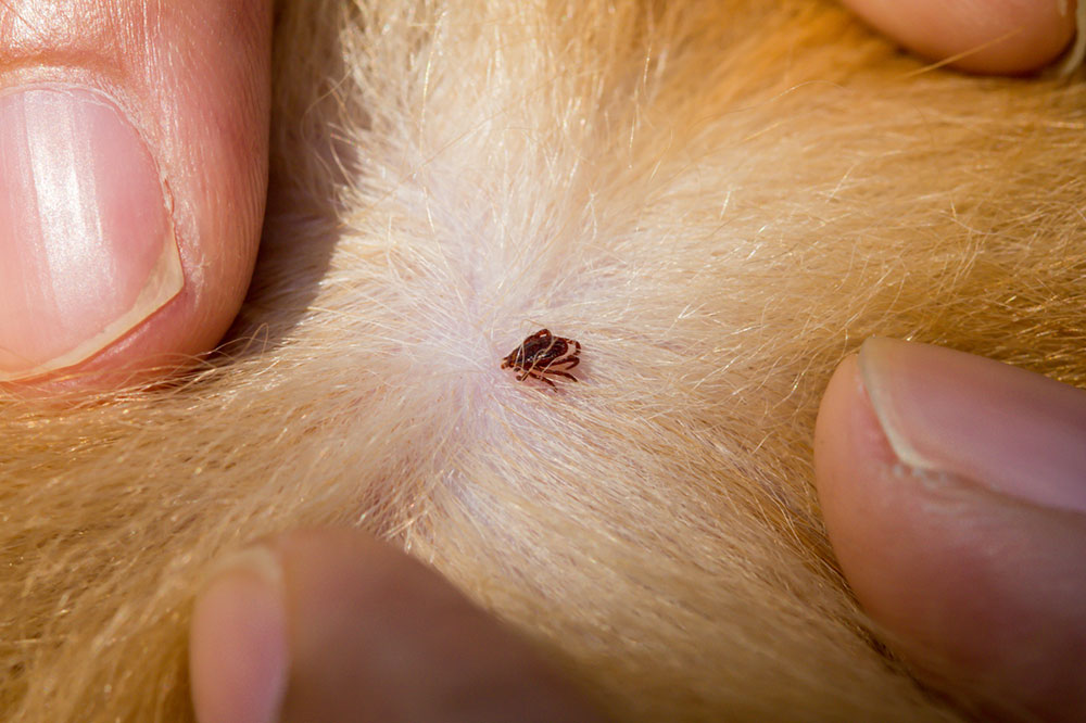 Surefire Ways to Banish Ticks and Fleas