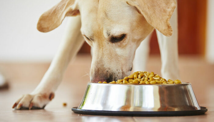 The Top 6 Protein-Rich Dog Food Brands