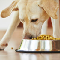 The Top 6 Protein-Rich Dog Food Brands