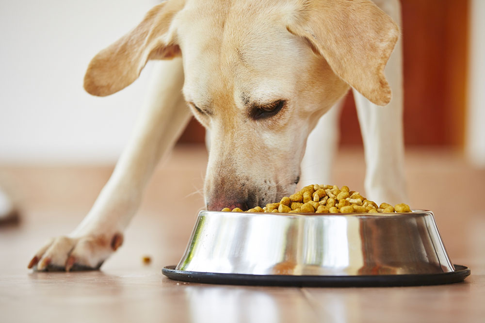 The Top 6 Protein-Rich Dog Food Brands